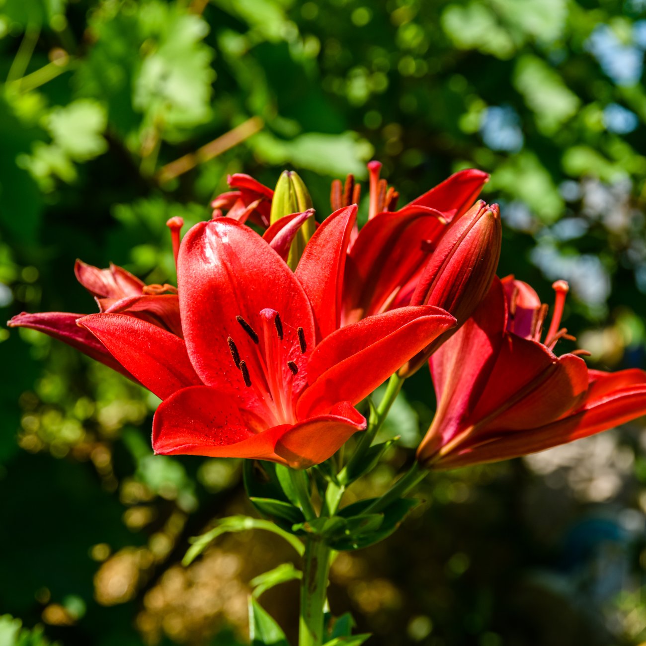 Obrázok Ľalia ázijská (Lilium asiatic) ´DIABORA´ - 1 cibuľka v kvetináči, kont. C2L (červená)
